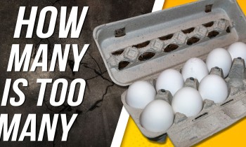 Is Eating Too Many Eggs Bad For You?